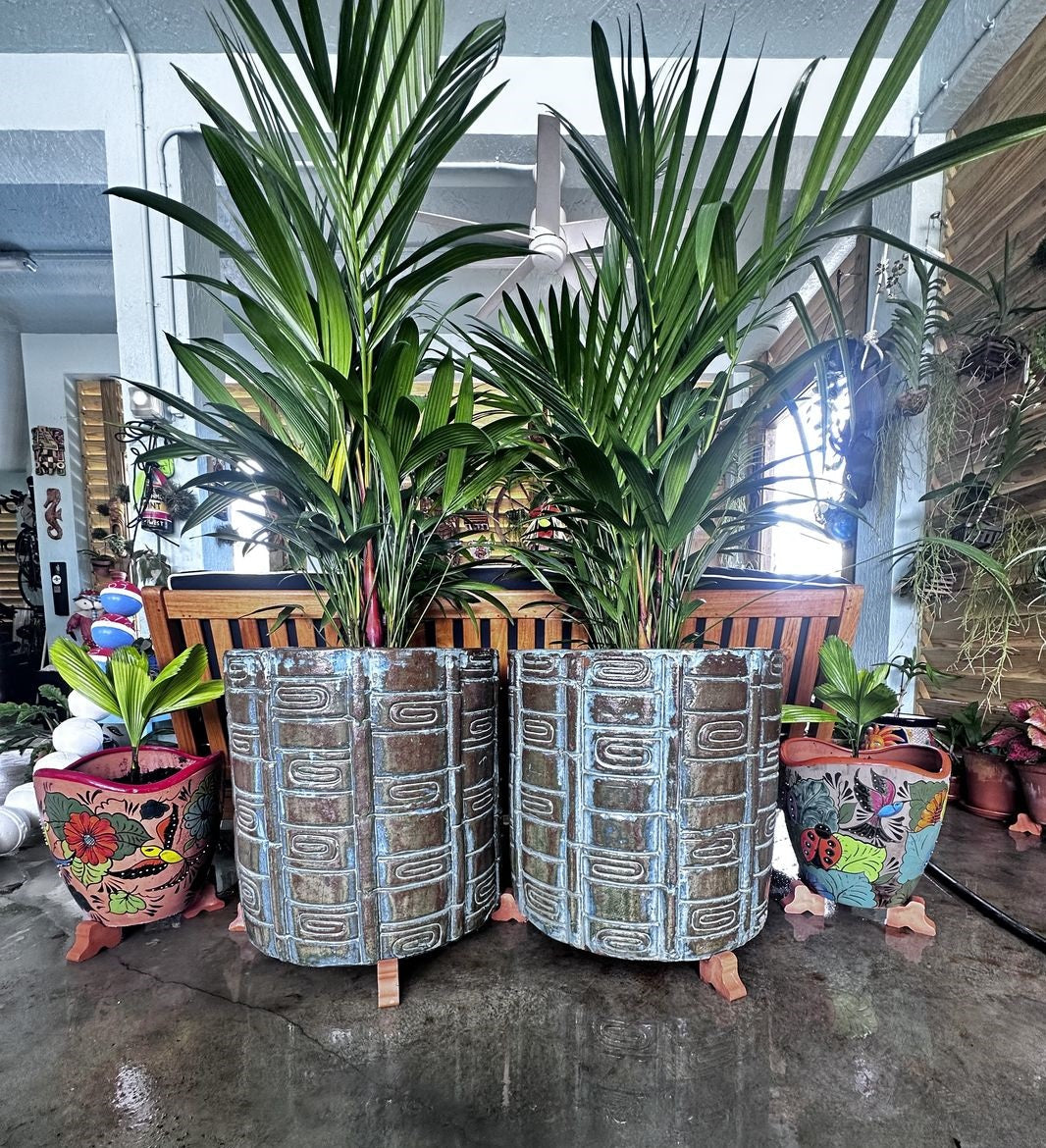 Two Lipstick Palm Red Sealing Wax Palm, Cyrtostachys Renda in tall decorative planters with lush green upright fronds, ideal for bringing a lush tropical feel to sunlit rooms or patios.