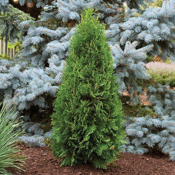 A vibrant dense green holmstrup arborvitae coniferous tree with a tall slender shape in a garden setting