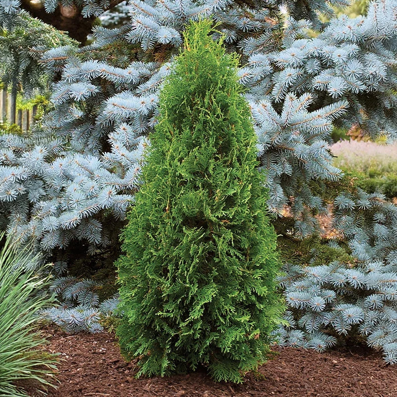A vibrant dense green holmstrup arborvitae coniferous tree with a tall slender shape in a garden setting