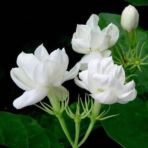Arabian Nights Arabian Jasmine - C&J Gardening Center