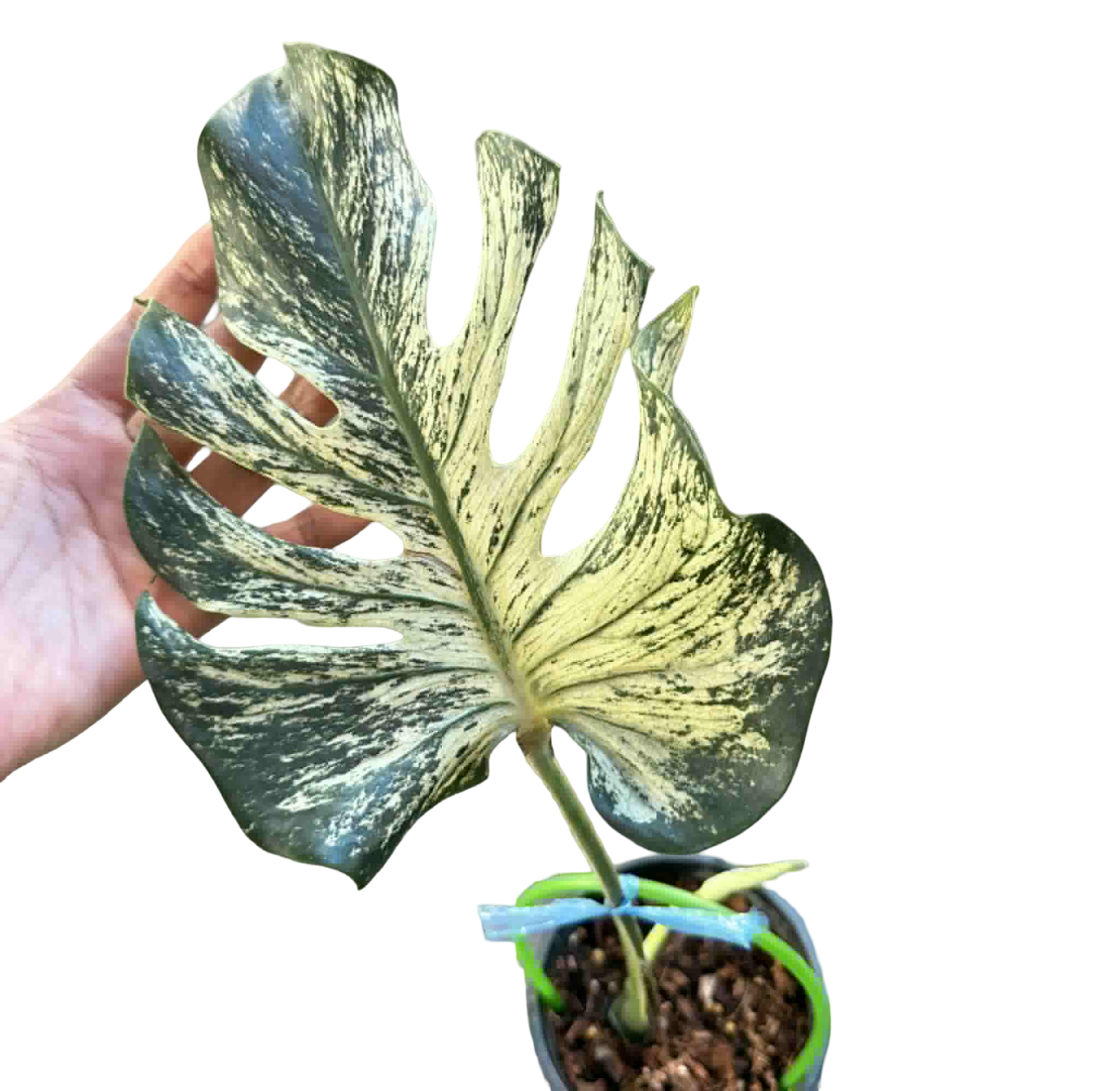 Monstera Deliciosa “Devil Monster” – 1 Leaf Cutting Rooted, 1 Shoot (Actual Plant)
