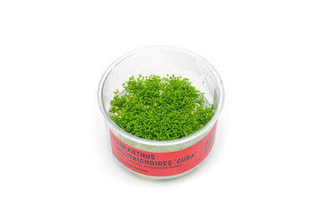 Healthy Hemianthus Callitrichoides 'Cuba' tissue culture plant from UNSTC, showcasing vibrant dwarf baby tears for aquatic aquascaping.