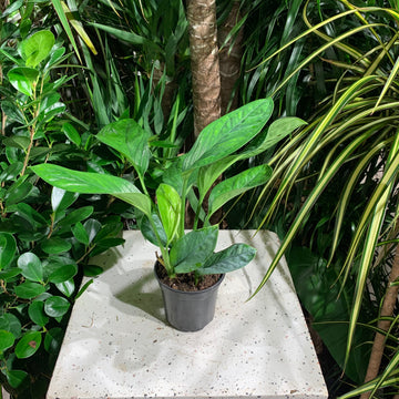 Siam: Monstera pinnatipartita - 4 inch pot — indoor plant — indoor plant for sale by Promise Supply for delivery and pickup in Toronto.