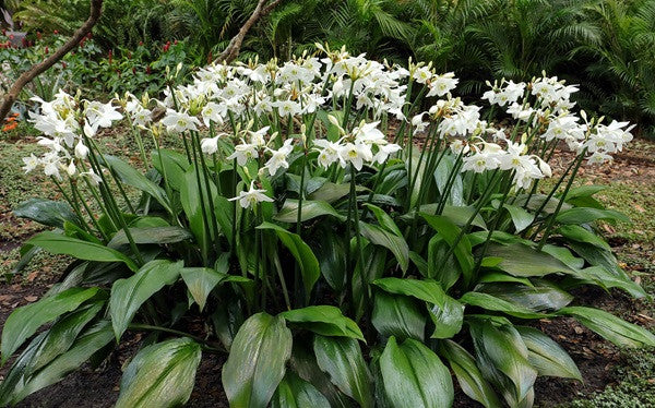 Amazon lily - Eucharis amazonica grandiflora - 5 bulbs